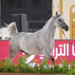 بنغازي تحتفي بالفروسية باستضافة بطولة لجمال الخيول العربية بنغازي تحتفي بالفروسية باستضافة بطولة لجمال الخيول العربية