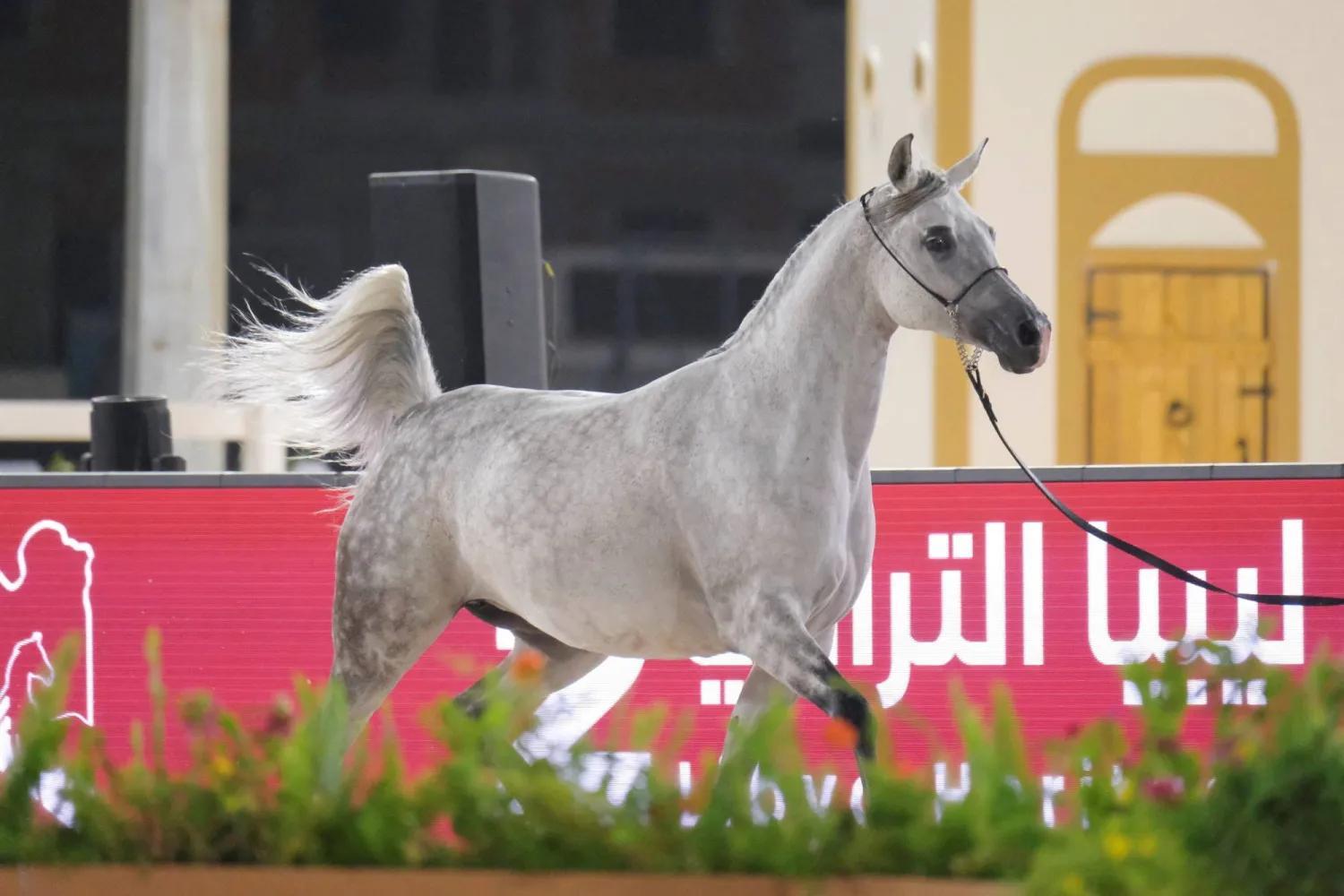 بنغازي تحتفي بالفروسية باستضافة بطولة لجمال الخيول العربية بنغازي تحتفي بالفروسية باستضافة بطولة لجمال الخيول العربية