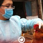 دراسة تكشف عن استيطان إنفلونزا الطيور بمزارع الدواجن الليبية دراسة تكشف عن استيطان إنفلونزا الطيور بمزارع الدواجن الليبية