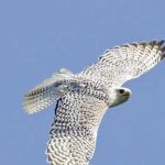 محكمة روسية تسجن إماراتي 6 سنوات لتهريب صقور مهددة بالانقراض محكمة روسية تسجن إماراتي 6 سنوات لتهريب صقور مهددة بالانقراض