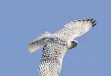 محكمة روسية تسجن إماراتي 6 سنوات لتهريب صقور مهددة بالانقراض محكمة روسية تسجن إماراتي 6 سنوات لتهريب صقور مهددة بالانقراض