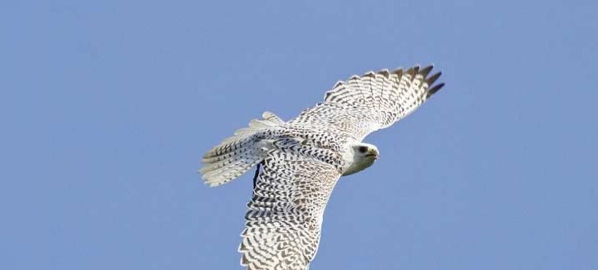 محكمة روسية تسجن إماراتي 6 سنوات لتهريب صقور مهددة بالانقراض محكمة روسية تسجن إماراتي 6 سنوات لتهريب صقور مهددة بالانقراض