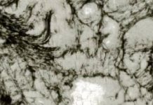 اكتشاف أقدم آثار كيميائية على الأرض بصخرة عمرها3.3 مليار سنة اكتشاف أقدم آثار كيميائية على الأرض بصخرة عمرها3.3 مليار سنة