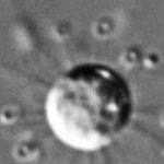 اكتشاف كائن دقيق يضيف فرعاً «جديداً» إلى شجرة الحياة اكتشاف كائن دقيق يضيف فرعاً «جديداً» إلى شجرة الحياة