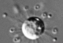 اكتشاف كائن دقيق يضيف فرعاً «جديداً» إلى شجرة الحياة اكتشاف كائن دقيق يضيف فرعاً «جديداً» إلى شجرة الحياة