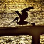 اكتشاف أكثر من مئة كائن حي غير معروف في جزر الأنتيل اكتشاف أكثر من مئة كائن حي غير معروف في جزر الأنتيل