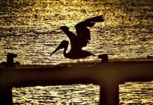 اكتشاف أكثر من مئة كائن حي غير معروف في جزر الأنتيل اكتشاف أكثر من مئة كائن حي غير معروف في جزر الأنتيل