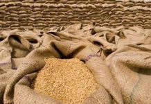 فاتورة القمح الليبية تثير تساؤلات حول الاستهلاك والإنفاق فاتورة القمح الليبية تثير تساؤلات حول الاستهلاك والإنفاق