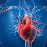 الضغط المالي يسرّع شيخوخة القلب أكثر من عوامل الخطر التقليدية الضغط المالي يسرّع شيخوخة القلب أكثر من عوامل الخطر التقليدية