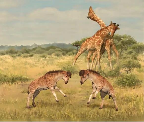 Ces proto-girafes avaient des casques intégrés pour les coups de tête Ces proto-girafes avaient des casques intégrés pour les coups de tête