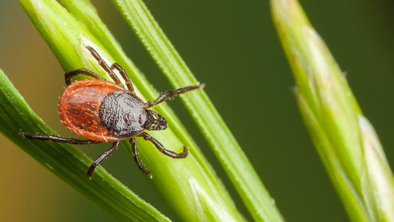 Tiques : la maladie de Lyme a déjà touché plus de 14 % de la population mondiale Tiques : la maladie de Lyme a déjà touché plus de 14 % de la population mondiale