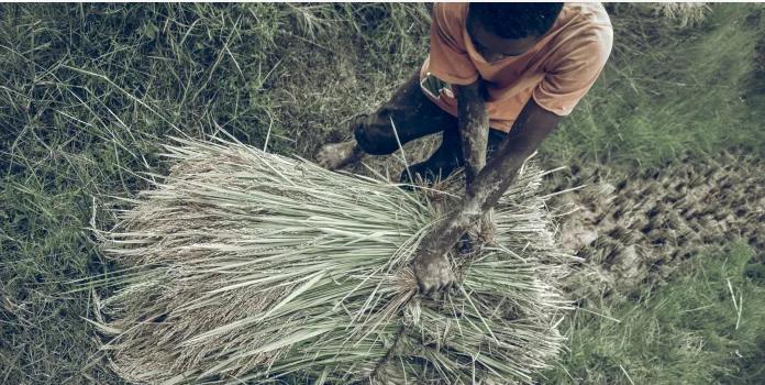 Sénat : Adoption du projet de loi sur l’agrégation agricole Sénat : Adoption du projet de loi sur l’agrégation agricole