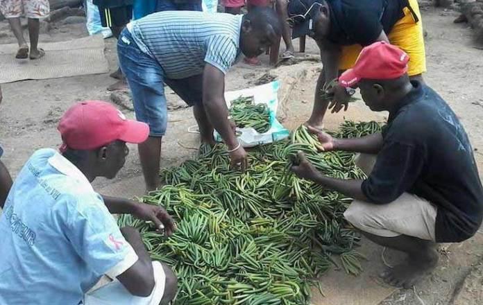 Filière vanille : Des exportateurs en attente de leur agrément Filière vanille : Des exportateurs en attente de leur agrément