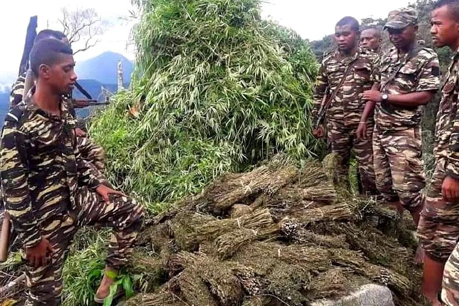 une tonne de cannabis saisie à Ambaja une tonne de cannabis saisie à Ambaja