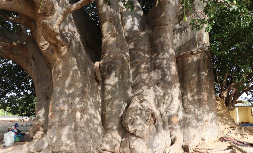 Les Baobabs de Madagascar, une richesse fortement menacée