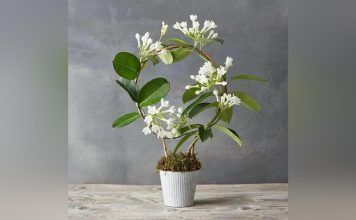 Comment entretenir un jasmin de Madagascar ? Comment propager la plante par bouturage ? Comment entretenir un jasmin de Madagascar ? Comment propager la plante par bouturage ?