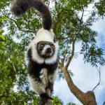 À Madagascar, une épidémie de tuberculose dans un zoo inquiète les spécialistes À Madagascar, une épidémie de tuberculose dans un zoo inquiète les spécialistes