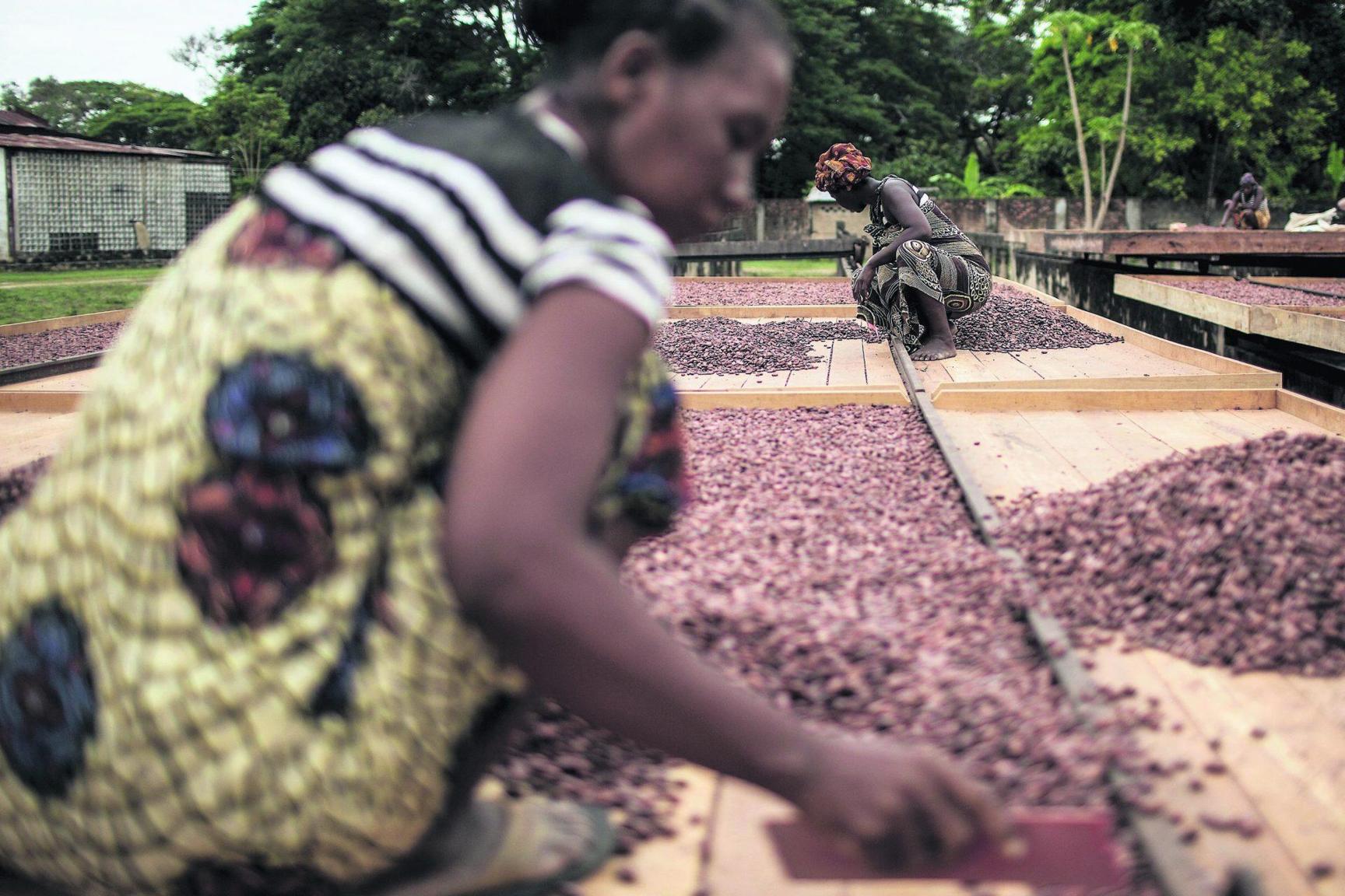 Le cacao en plein essor dans la grande île