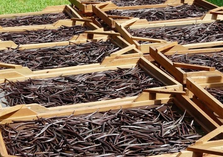 les exportations de vanille génèrent 590 millions de dollars lors de la campagne 2021-2022 les exportations de vanille génèrent 590 millions de dollars lors de la campagne 2021-2022
