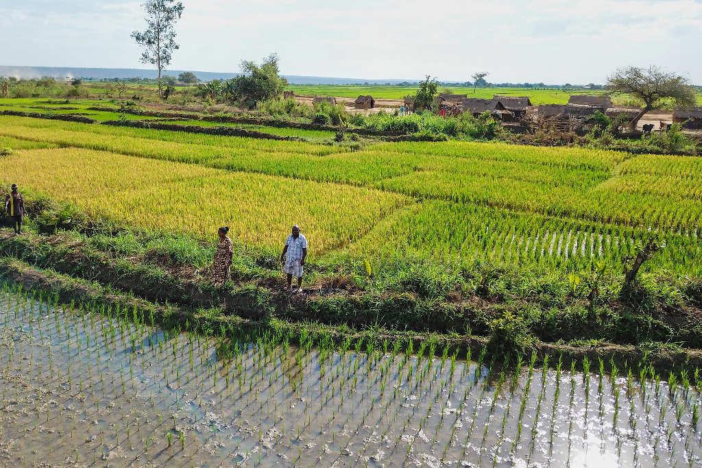 Riz à Madagascar : des engrais pour les agriculteurs de 11 régions Riz à Madagascar : des engrais pour les agriculteurs de 11 régions