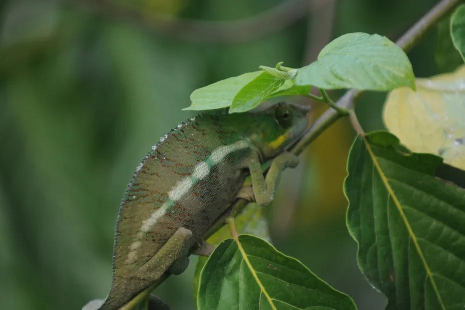 A Madagascar, 55% des espèces de mammifères sont en grand danger A Madagascar, 55% des espèces de mammifères sont en grand danger