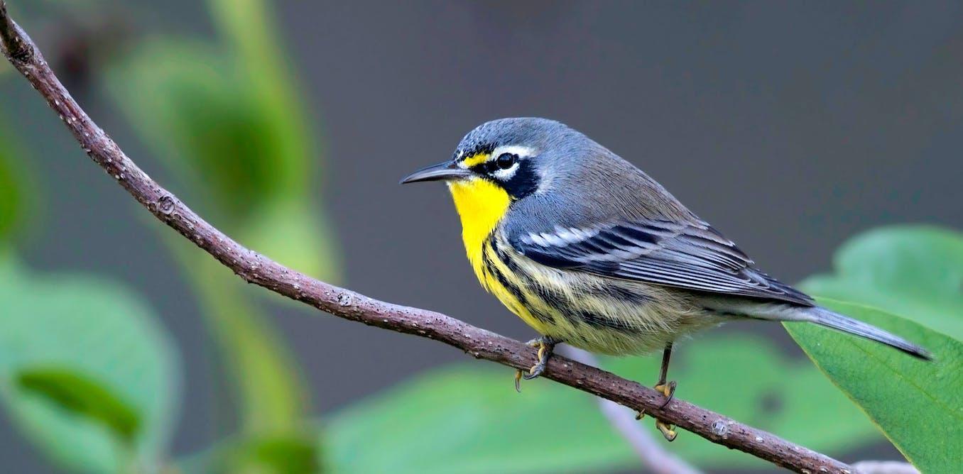 Bahamas songbird is under threat of extinction – but preserving old pine forests will help save it