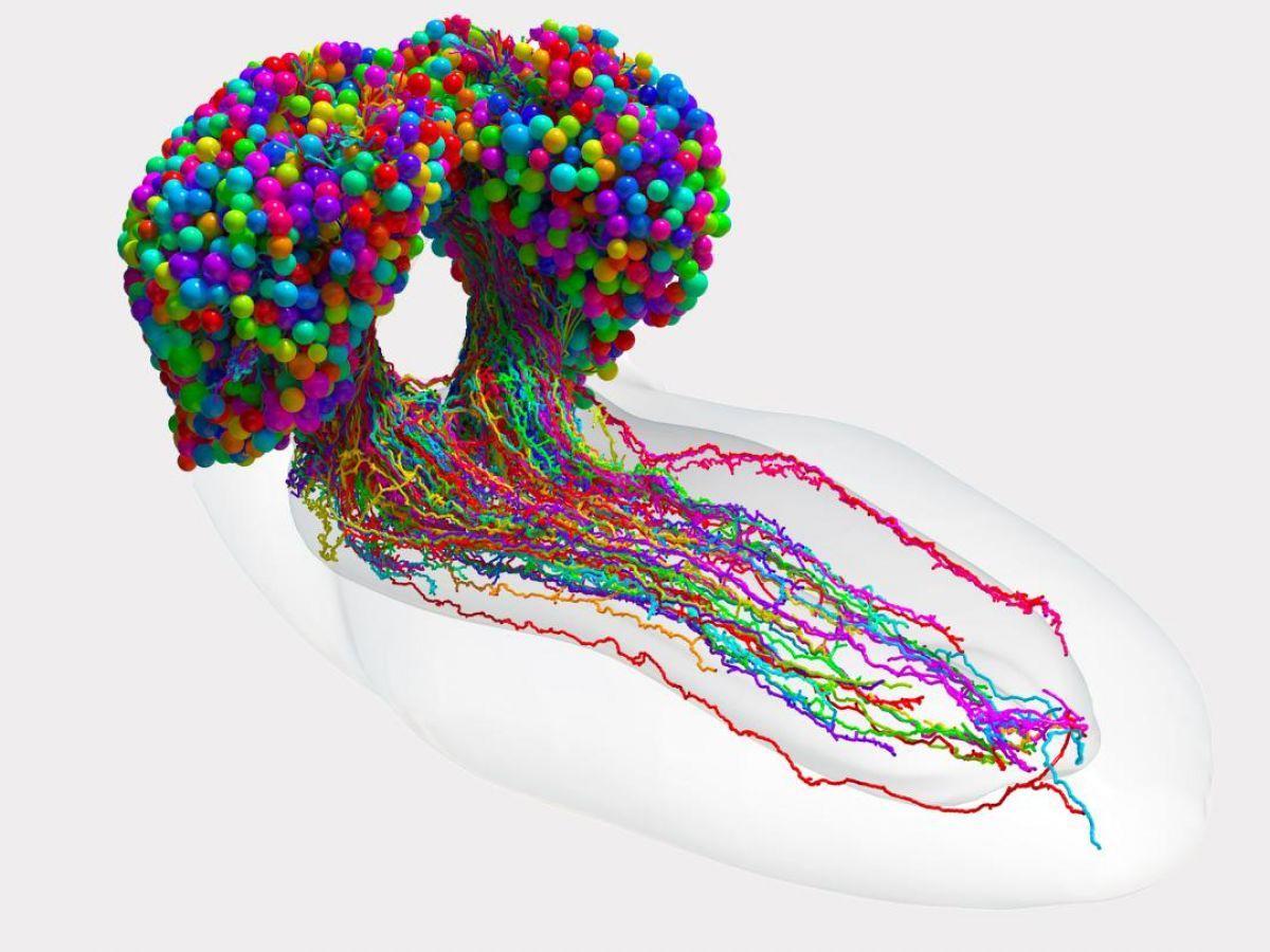 C’est une première : des chercheurs décryptent toutes les connexions neuronales du cerveau d’une mouche C’est une première : des chercheurs décryptent toutes les connexions neuronales du cerveau d’une mouche