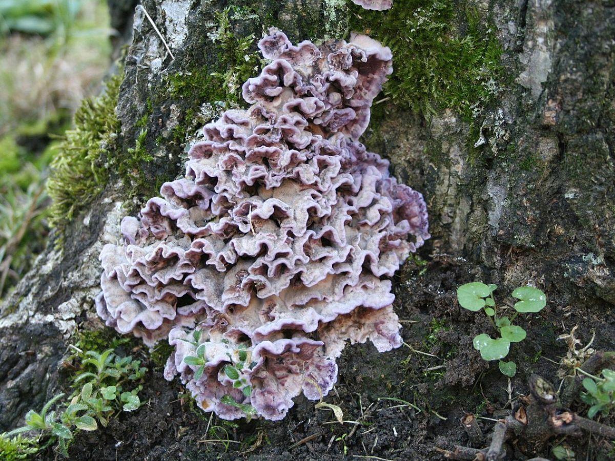 Le champignon responsable de la maladie du plomb des arbres fruitiers infecte un humain pour la première fois Le champignon responsable de la maladie du plomb des arbres fruitiers infecte un humain pour la première fois