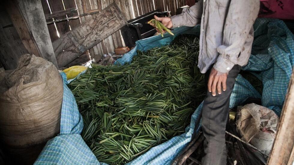 des exportateurs de vanille inquiets suite à la levée effective du prix plancher au kilo des exportateurs de vanille inquiets suite à la levée effective du prix plancher au kilo
