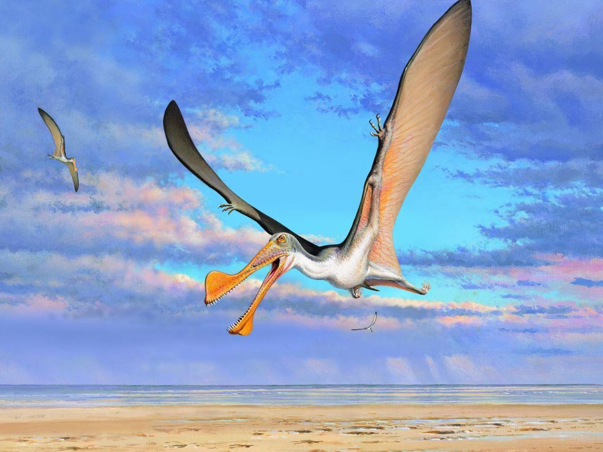 Découverte des plus vieux os de ptérosaures australiens