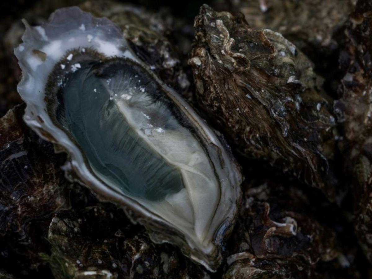 Les microfibres perturbent le métabolisme des huîtres Les microfibres perturbent le métabolisme des huîtres