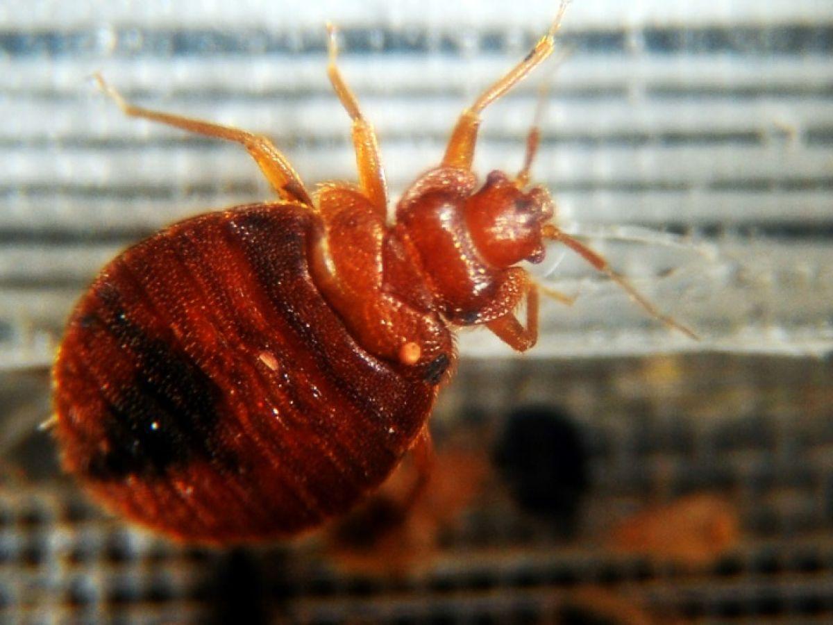 Les punaises de lit, une nuisance qui touche plus d’un foyer sur dix Les punaises de lit, une nuisance qui touche plus d’un foyer sur dix