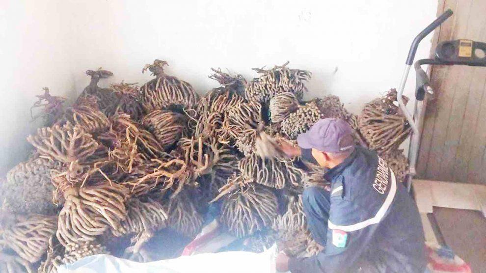 TRAFIC DE PLANTES ENDÉMIQUES – Deux Pakistanais et deux Malgaches arrêtés TRAFIC DE PLANTES ENDÉMIQUES – Deux Pakistanais et deux Malgaches arrêtés