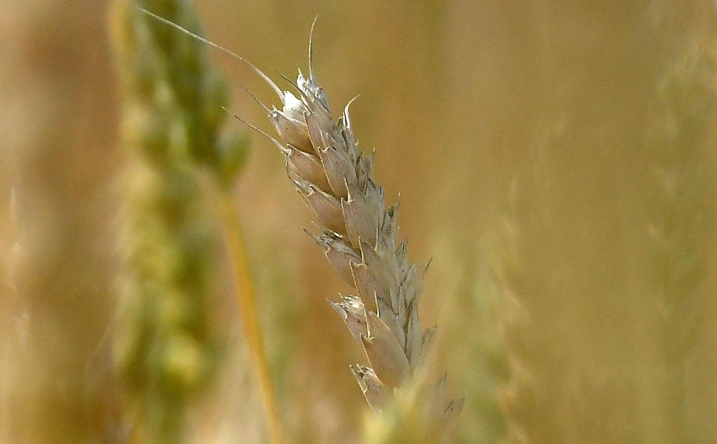 Ce pays d’Afrique travaille à ressusciter l’accord céréalier Ce pays d’Afrique travaille à ressusciter l’accord céréalier