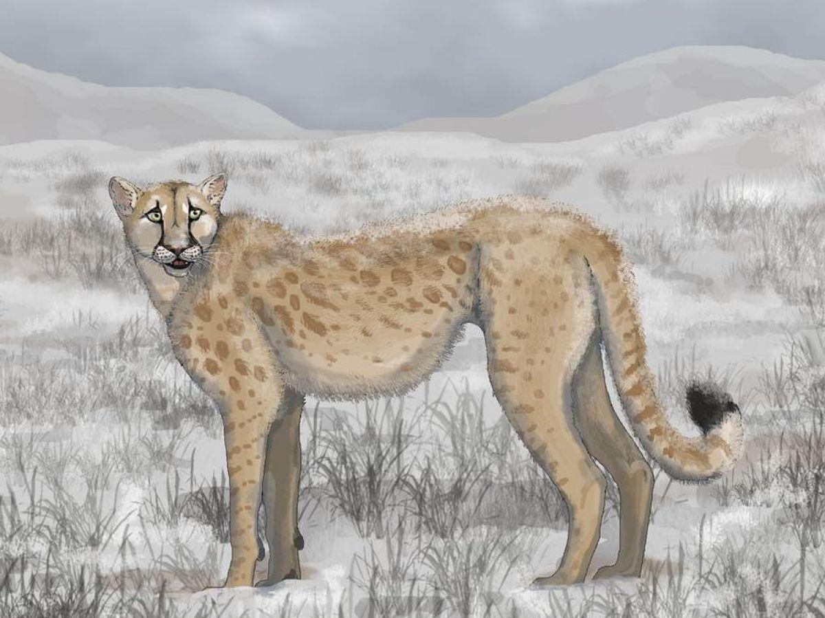 Un “guépard” éteint il y a 12.000 ans et aux caractéristiques étonnantes