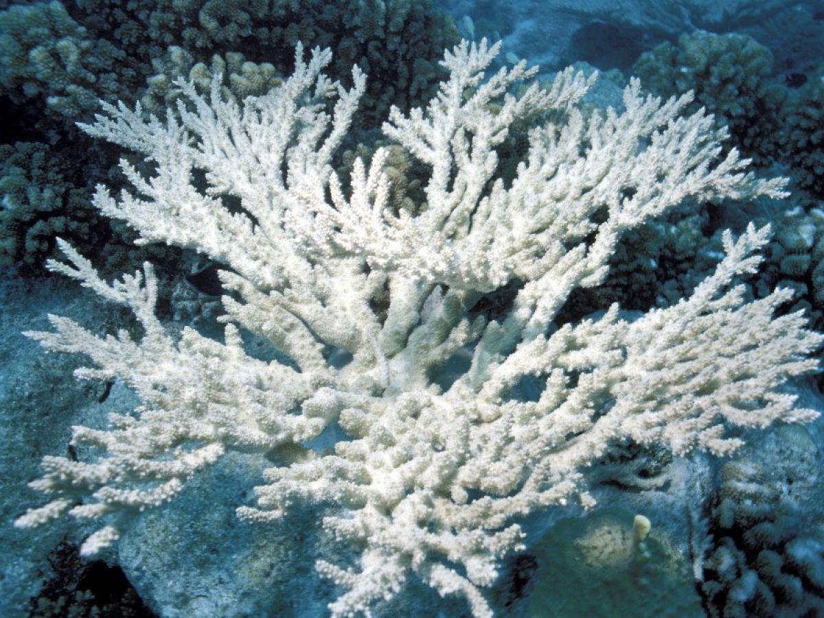 De véritables incendies sous-marins silencieux De véritables incendies sous-marins silencieux