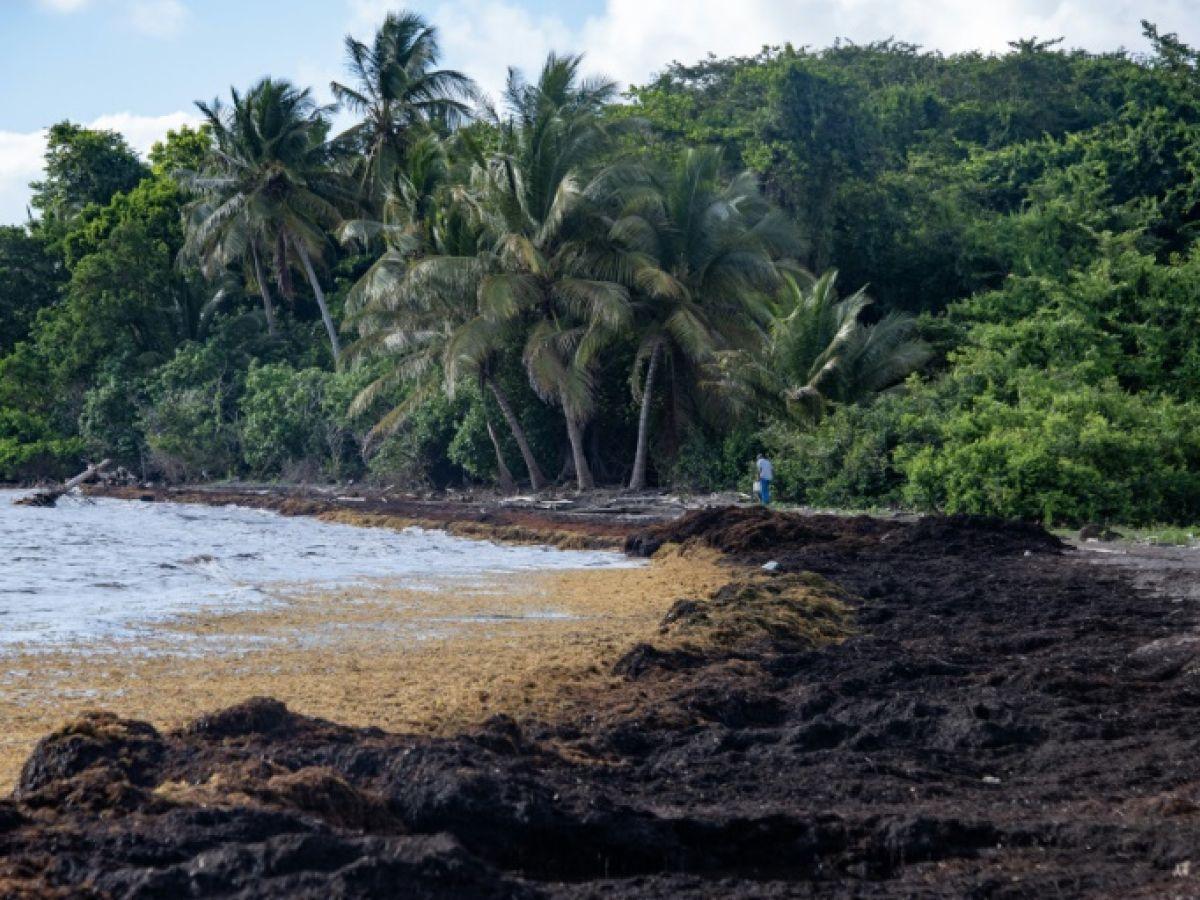 L’imbroglio du statut juridique des sargasses, fléau des plages de ...