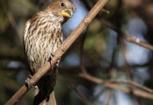 Kenya : L’Ia Analyse le Chant des Oiseaux pour Surveiller les Forêts Kenya : L'Ia Analyse le Chant des Oiseaux pour Surveiller les Forêts