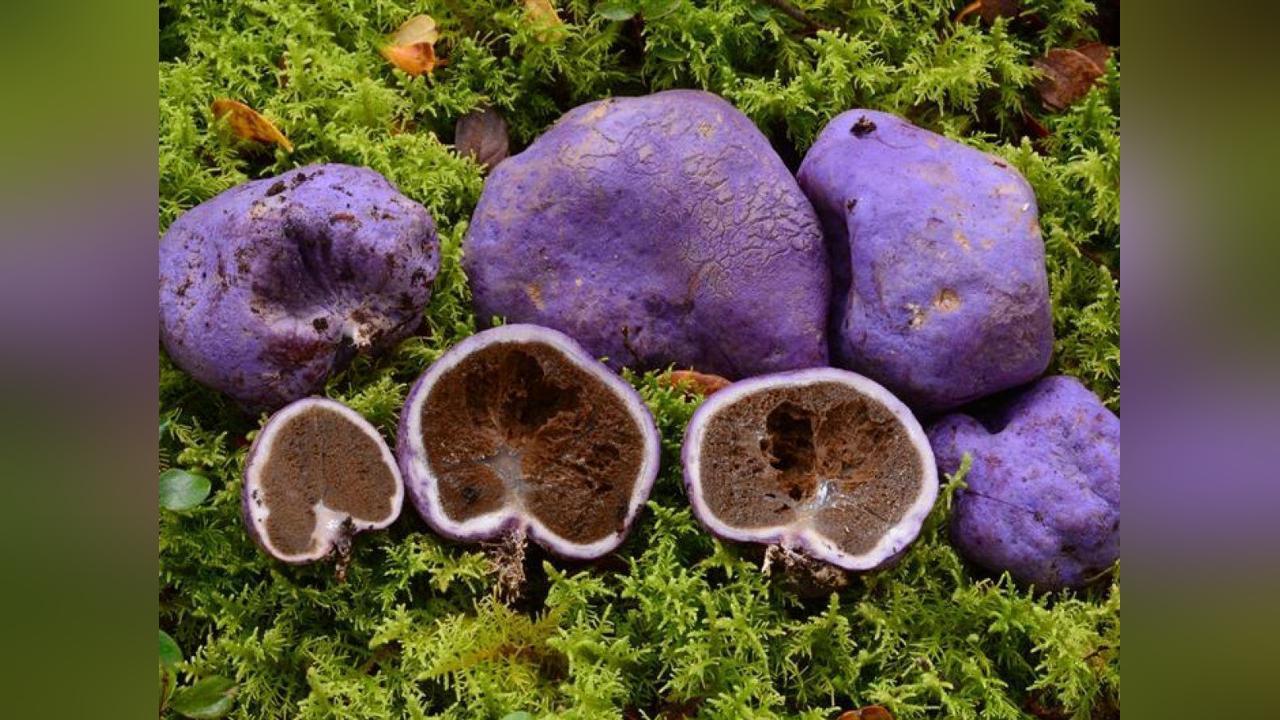 L’Extinction des Moas, Oiseaux Emblématiques de Nouvelle-Zélande, a Causé un Effet Inattendu sur ces Truffes Violettes L’Extinction des Moas, Oiseaux Emblématiques de Nouvelle-Zélande, a Causé un Effet Inattendu sur ces Truffes Violettes