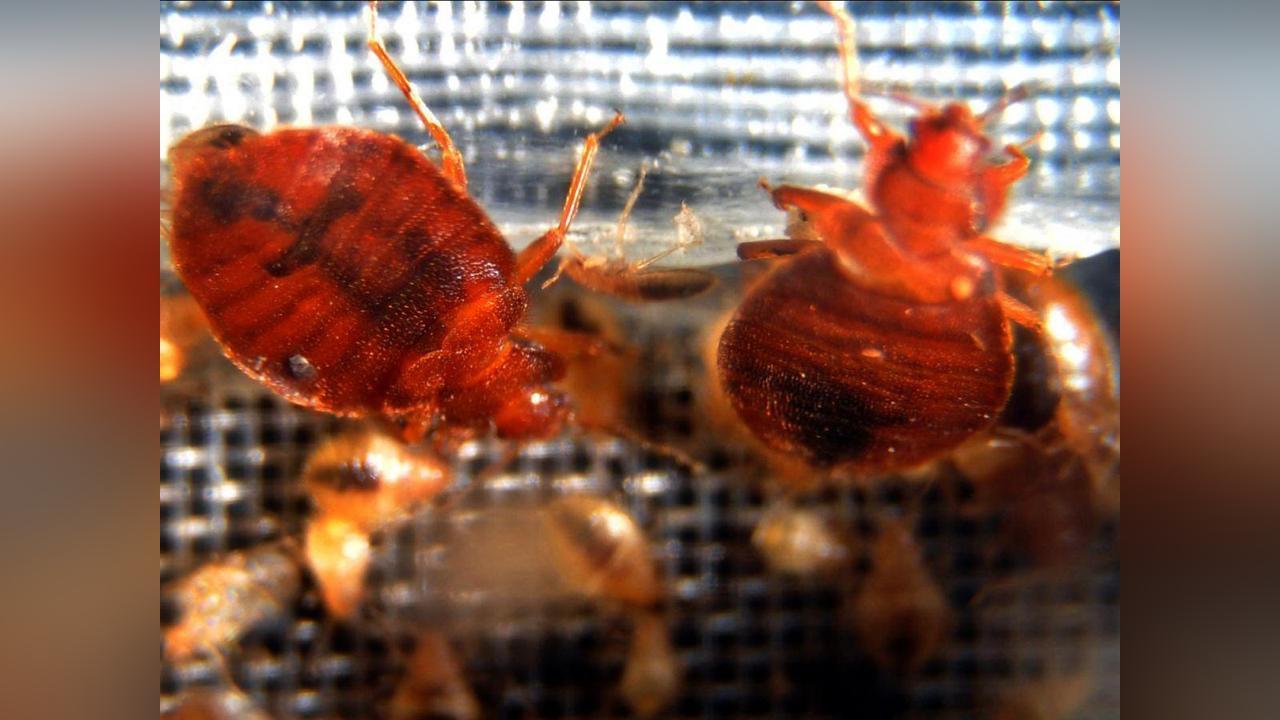 Efficacité de la Terre de Sommières Contre les Punaises Efficacité de la Terre de Sommières Contre les Punaises