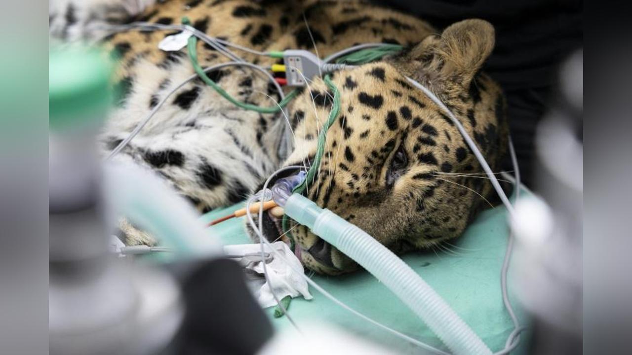 Première Mondiale pour Sauver la Panthère de L’Amour Première Mondiale pour Sauver la Panthère de L’Amour