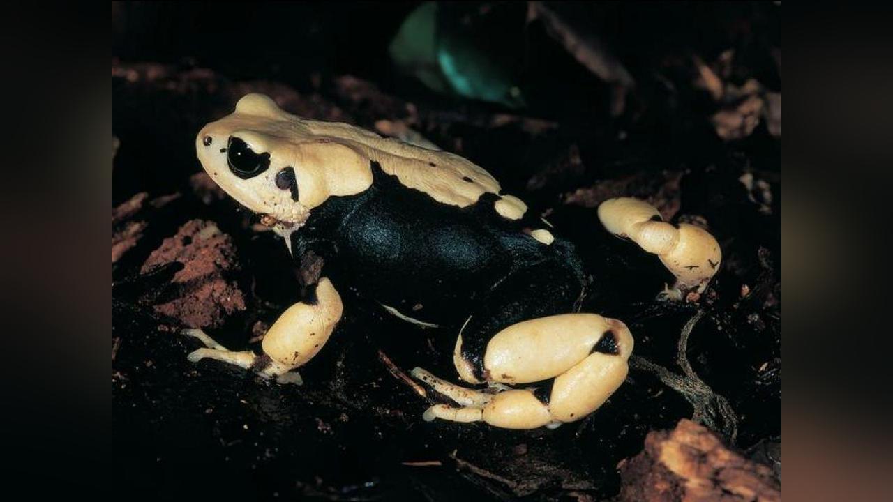 Crapauds Exceptionnels ne Deviendront Jamais Têtards Crapauds Exceptionnels ne Deviendront Jamais Têtards