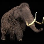 Dent de Mammouth Révèle Ses Secrets Après un Siècle Dent de Mammouth Révèle Ses Secrets Après un Siècle