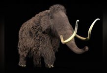 Dent de Mammouth Révèle Ses Secrets Après un Siècle Dent de Mammouth Révèle Ses Secrets Après un Siècle