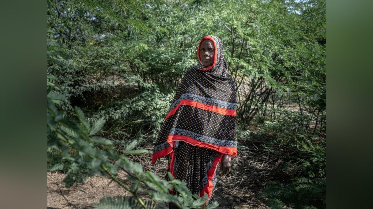 Le Fléau du Prosopis en Éthiopie Le Fléau du Prosopis en Éthiopie