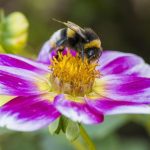 Bourdons Difficiles à Attirer Après Vagues de Chaleur Bourdons Difficiles à Attirer Après Vagues de Chaleur