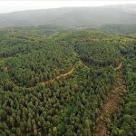Forêts Africaines Perdent leur Rôle de Puits de Carbone Forêts Africaines Perdent leur Rôle de Puits de Carbone