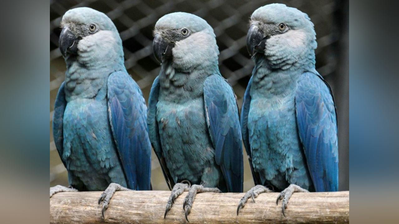 Virus Menace les Derniers Aras de Spix Sauvages Virus Menace les Derniers Aras de Spix Sauvages