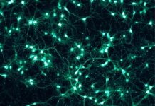Rôle de la Dopamine dans L’Apprentissage et le Plaisir Rôle de la Dopamine dans L’Apprentissage et le Plaisir