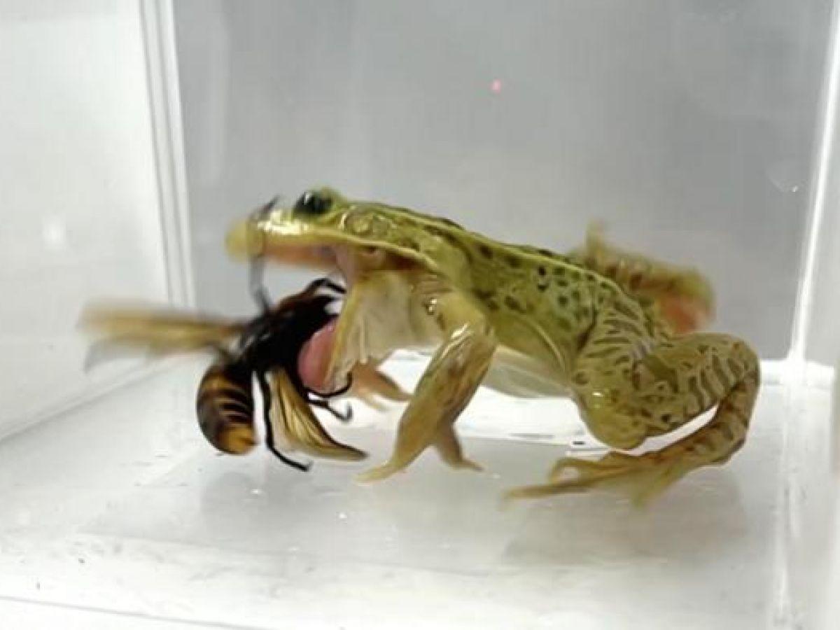 Frelons Géants Contre Grenouilles: Étude Japonaise Frelons Géants Contre Grenouilles: Étude Japonaise